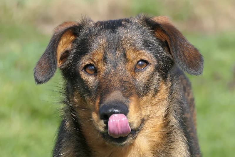 Biscit, female young Mixed Breed for adoption at Tierschutzverein Reutlingen, Reutlingen