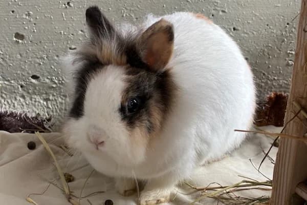 Andromeda Tonks, tricolor female 3yo Mixed Breed for adoption at Tierschutzverein Reutlingen, Reutlingen