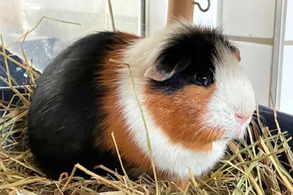 Scout, tricolor male 5yo Mixed Breed for adoption at Tierschutzverein Reutlingen, Reutlingen