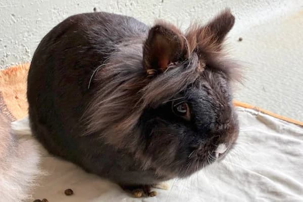 Ted Tonks, schwarz male 3yo Mixed Breed for adoption at Tierschutzverein Reutlingen, Reutlingen