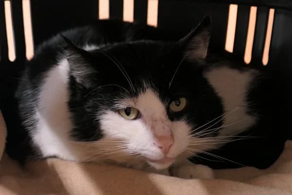 Lothar, male mixed breed for adoption at Tierschutzverein Reutlingen, Reutlingen