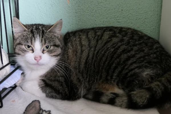 Rita und Rula, female 5yo mixed breed for adoption at Tierschutzverein Reutlingen, Reutlingen