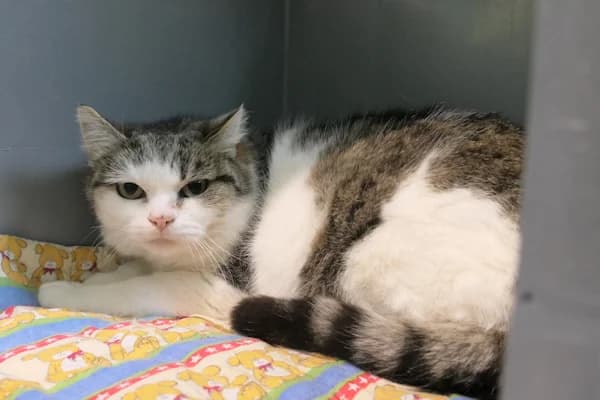 Rita und Rula, male mixed breed for adoption at Tierschutzverein Reutlingen, Reutlingen — photo 2 of 2