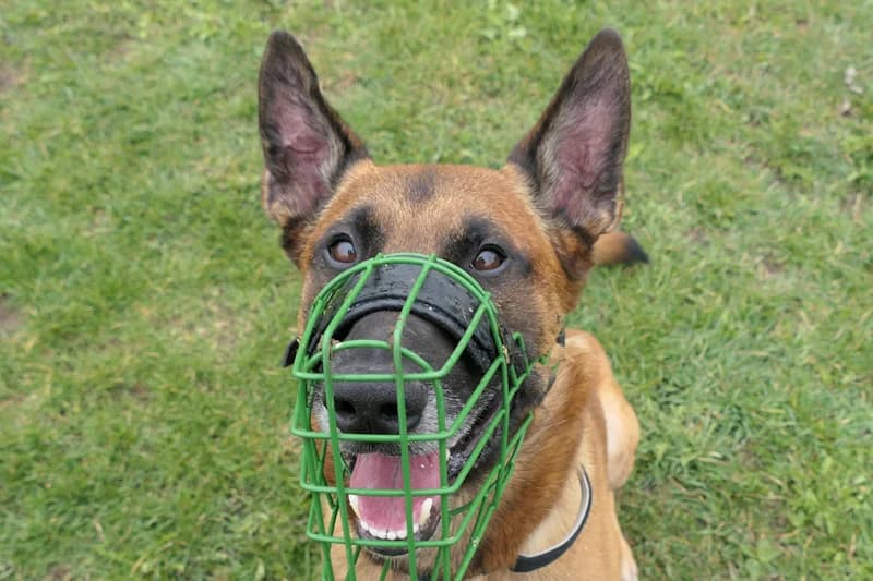 Khay, male 5yo Belgian Malinois for adoption at Tierschutzverein Reutlingen, Reutlingen