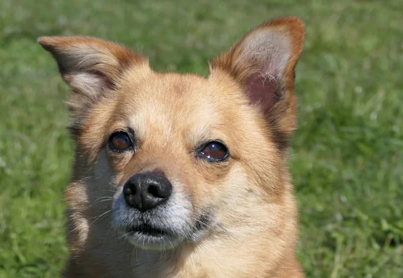 Taco, male Mixed Breed for adoption at Tierschutzverein Reutlingen, Reutlingen