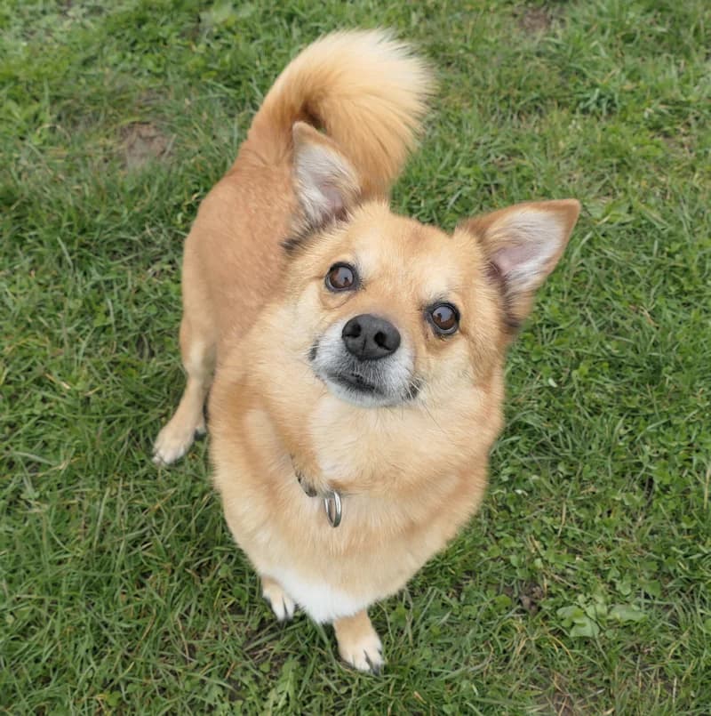 Taco, male Mixed Breed for adoption at Tierschutzverein Reutlingen, Reutlingen — photo 2 of 4