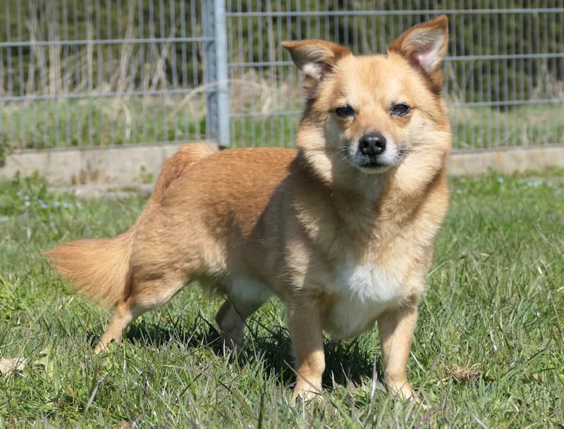 Taco, male Mixed Breed for adoption at Tierschutzverein Reutlingen, Reutlingen — photo 3 of 4