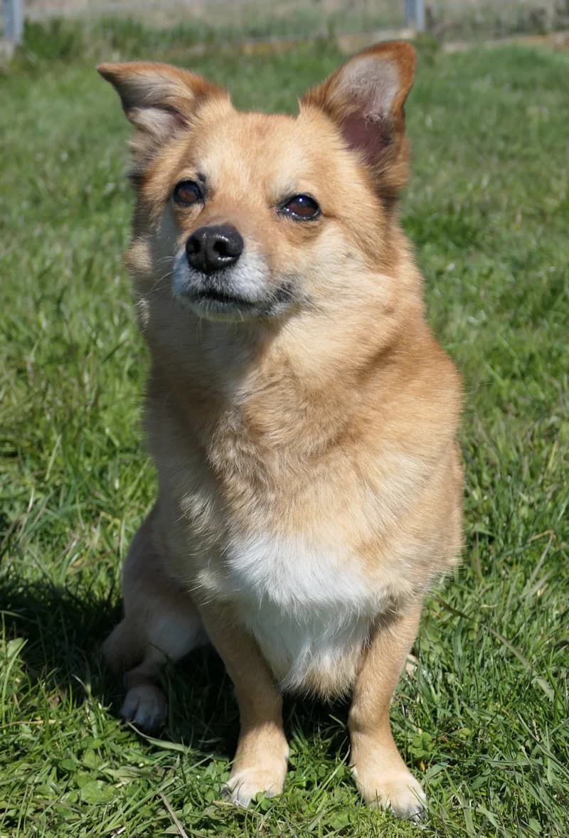 Taco, male Mixed Breed for adoption at Tierschutzverein Reutlingen, Reutlingen — photo 4 of 4