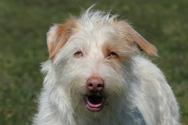 Tunie, female Dachshund for adoption at Tierschutzverein Reutlingen, Reutlingen