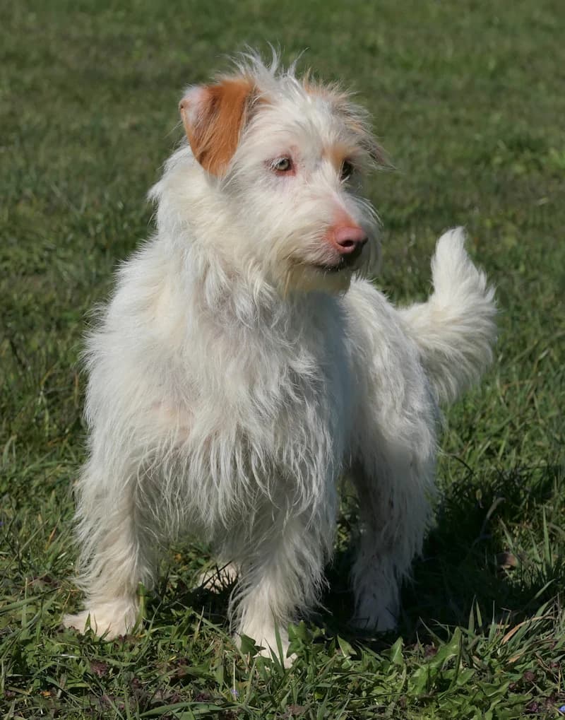 Tunie, female Dachshund for adoption at Tierschutzverein Reutlingen, Reutlingen — photo 2 of 4