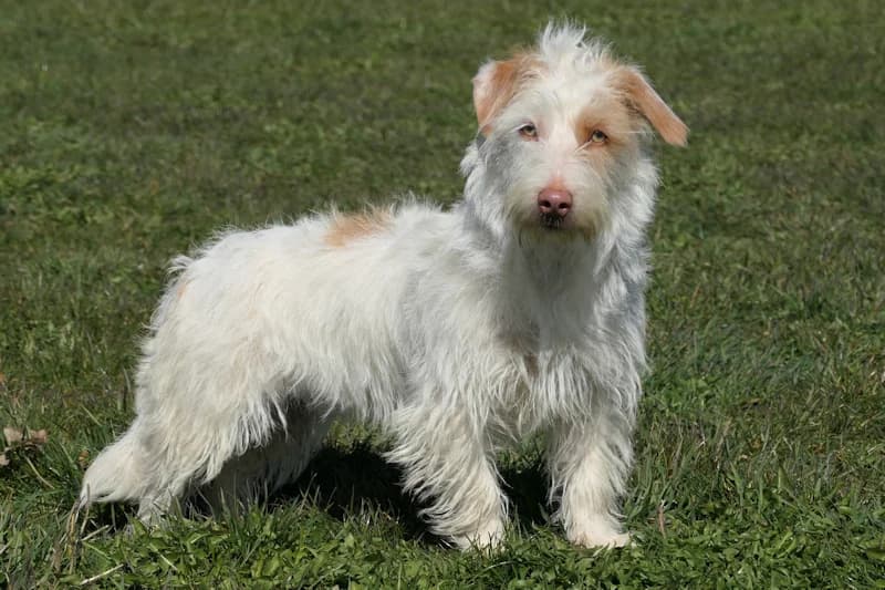 Tunie, female Dachshund for adoption at Tierschutzverein Reutlingen, Reutlingen — photo 3 of 4