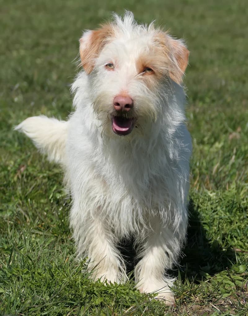 Tunie, female Dachshund for adoption at Tierschutzverein Reutlingen, Reutlingen — photo 4 of 4