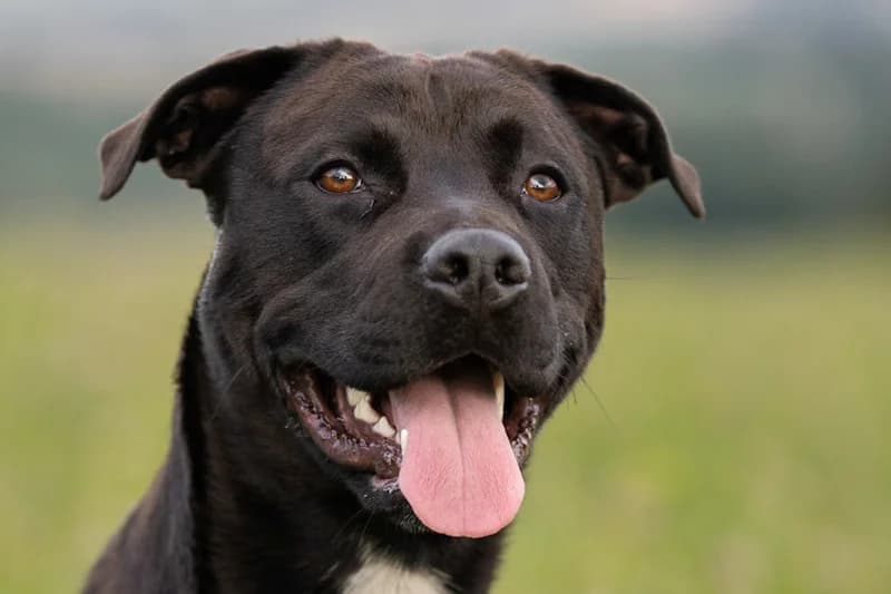Coke, male young Mixed Breed for adoption at Tierschutzverein Reutlingen, Reutlingen