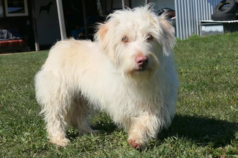 Grace, female Dachshund for adoption at Tierschutzverein Reutlingen, Reutlingen — photo 2 of 4