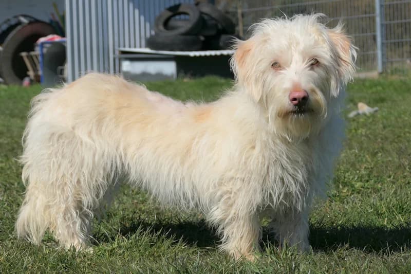 Grace, female Dachshund for adoption at Tierschutzverein Reutlingen, Reutlingen — photo 3 of 4