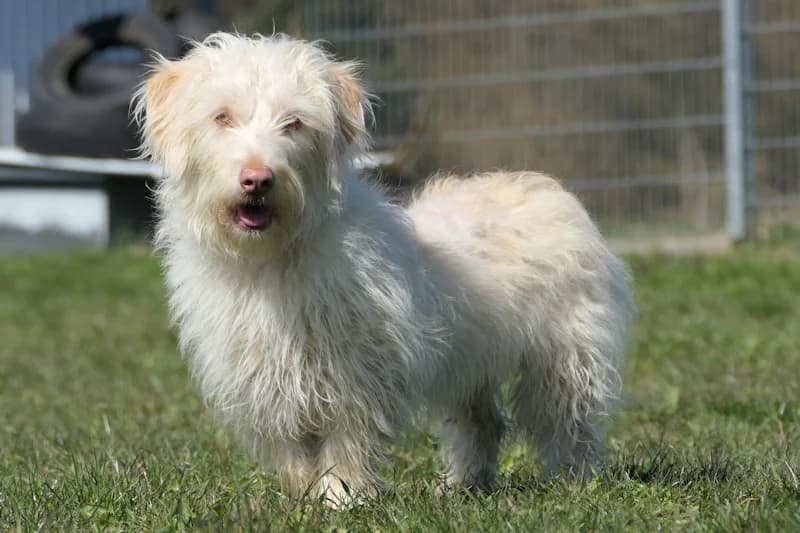Grace, female Dachshund for adoption at Tierschutzverein Reutlingen, Reutlingen — photo 4 of 4