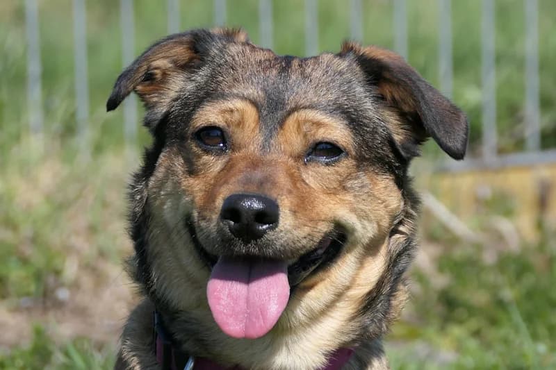 Tiziana, female young Mixed Breed for adoption at Tierschutzverein Reutlingen, Reutlingen