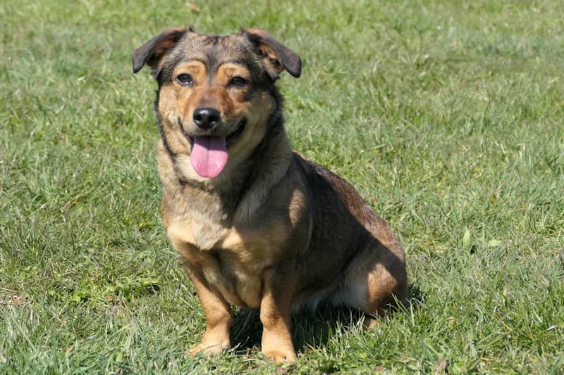 Tiziana, female Mixed Breed for adoption at Tierschutzverein Reutlingen, Reutlingen — photo 2 of 4