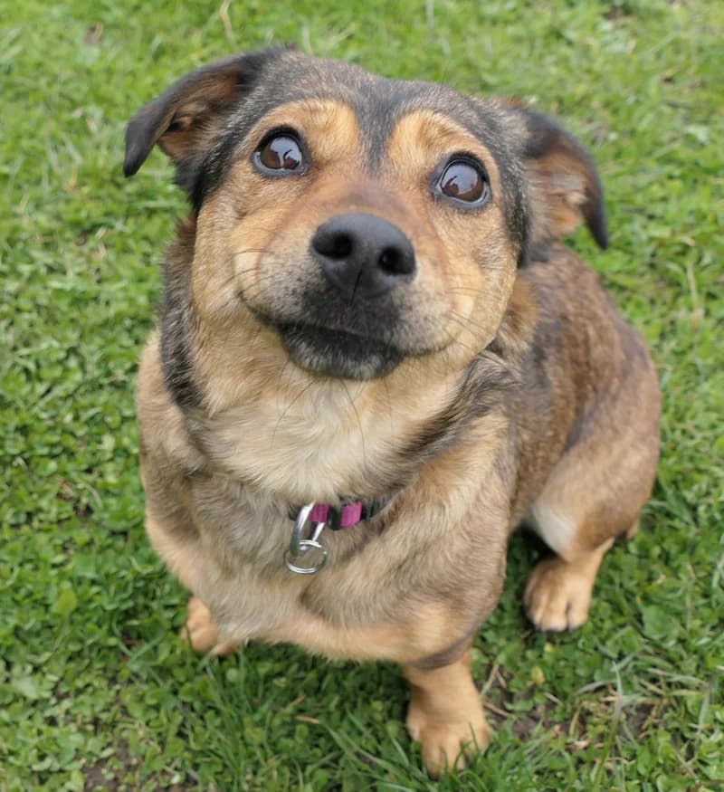 Tiziana, female Mixed Breed for adoption at Tierschutzverein Reutlingen, Reutlingen — photo 3 of 4