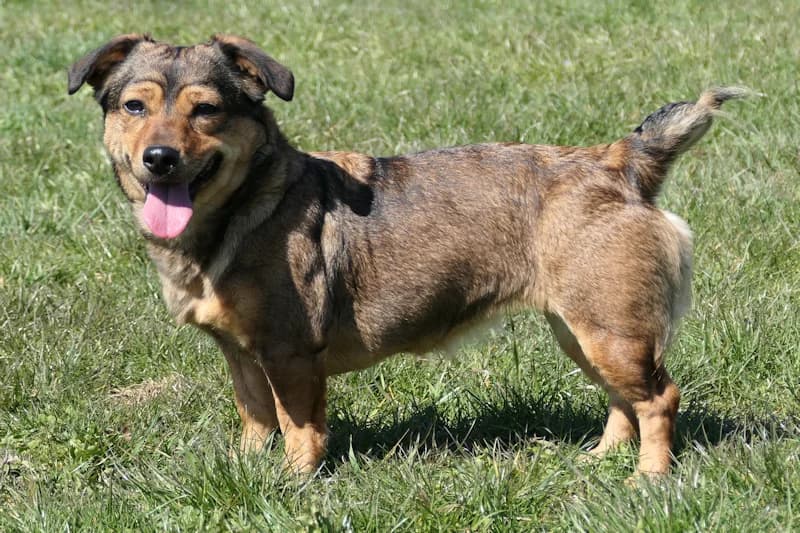 Tiziana, female Mixed Breed for adoption at Tierschutzverein Reutlingen, Reutlingen — photo 4 of 4