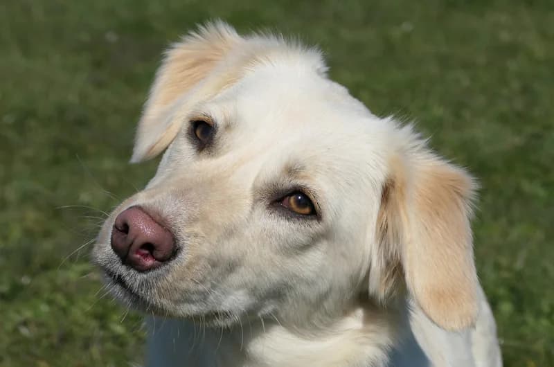 Benson, female Dachshund for adoption at Tierschutzverein Reutlingen, Reutlingen