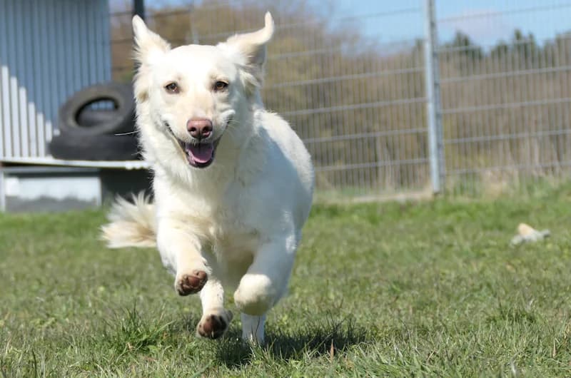 Benson, female Dachshund for adoption at Tierschutzverein Reutlingen, Reutlingen — photo 2 of 4