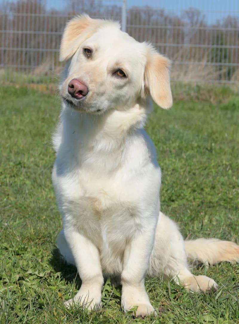 Benson, female Dachshund for adoption at Tierschutzverein Reutlingen, Reutlingen — photo 3 of 4