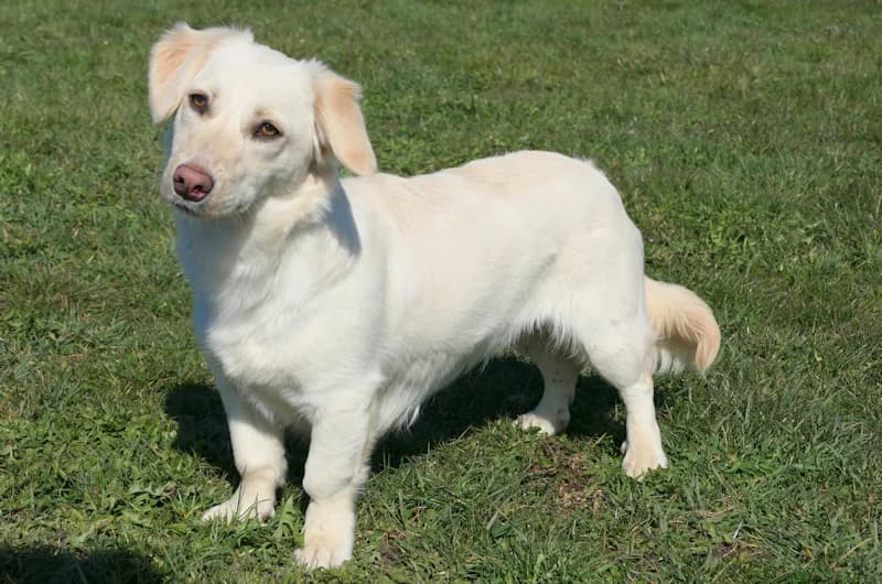 Benson, female Dachshund for adoption at Tierschutzverein Reutlingen, Reutlingen — photo 4 of 4