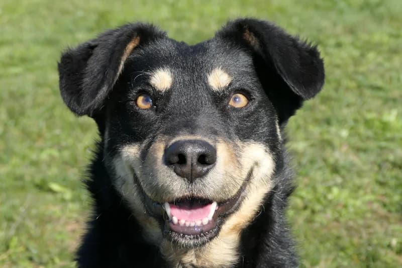 Lee, male young Mixed Breed for adoption at Tierschutzverein Reutlingen, Reutlingen