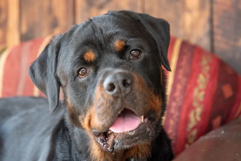 Donut, male 4yo Rottweiler for adoption at Tierschutzverein Reutlingen, Reutlingen