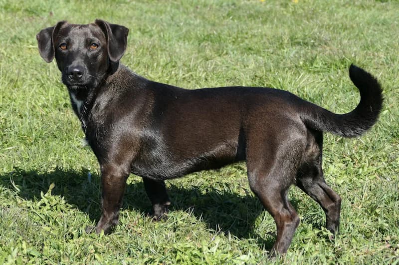 Casey, female Dachshund for adoption at Tierschutzverein Reutlingen, Reutlingen — photo 2 of 4