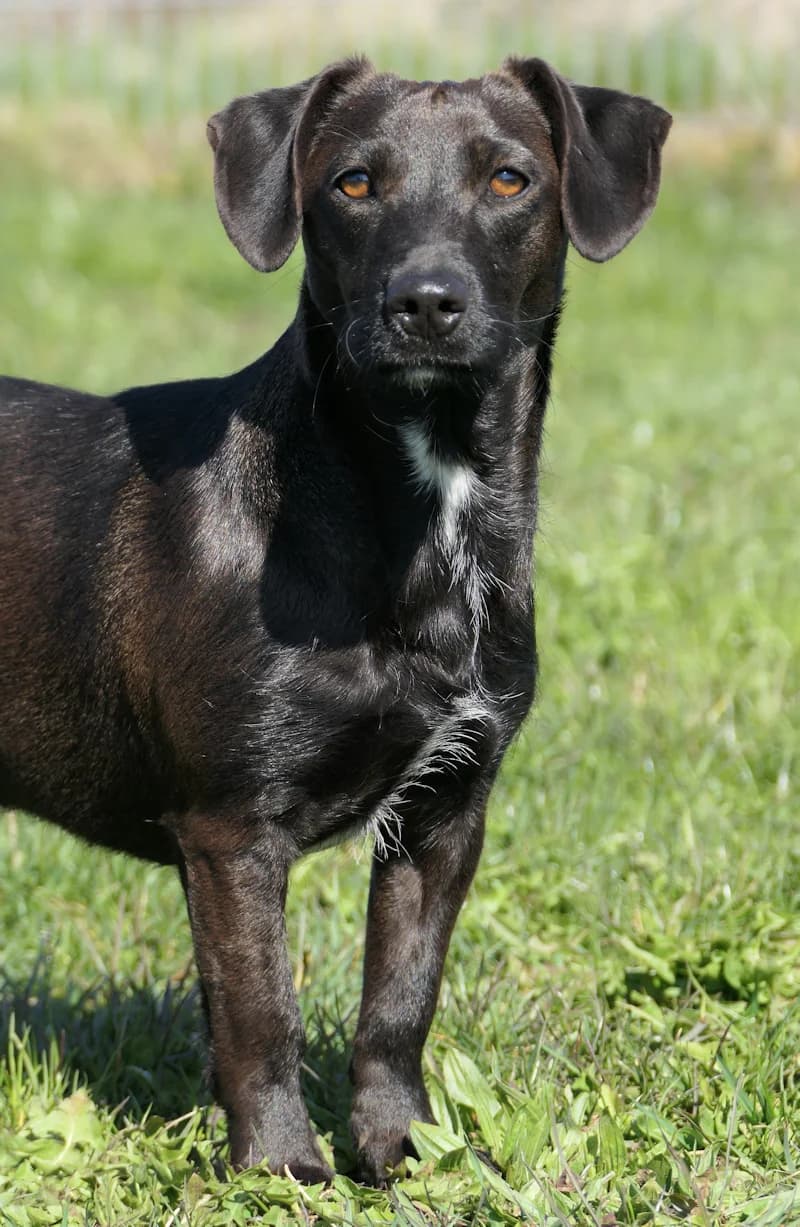 Casey, female Dachshund for adoption at Tierschutzverein Reutlingen, Reutlingen — photo 3 of 4