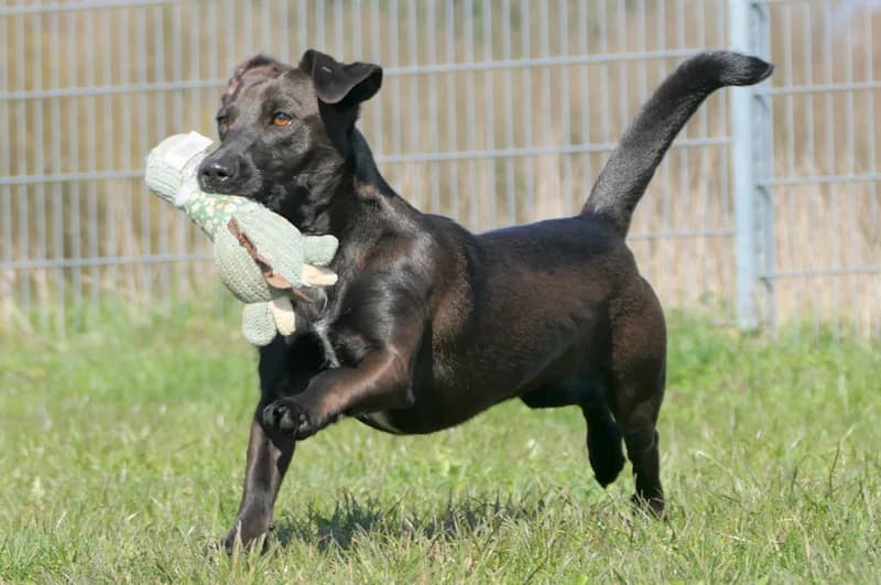 Casey, female Dachshund for adoption at Tierschutzverein Reutlingen, Reutlingen — photo 4 of 4