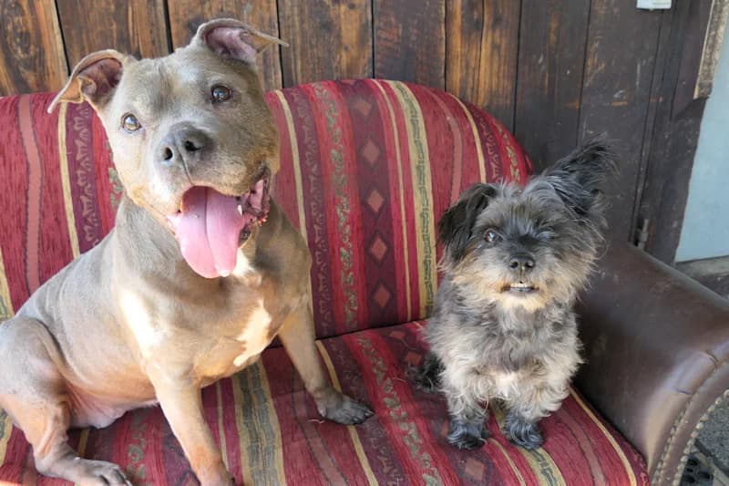 Kisha &amp; Bugsy, male senior American Staffordshire Terrier for adoption at Tierschutzverein Reutlingen, Reutlingen