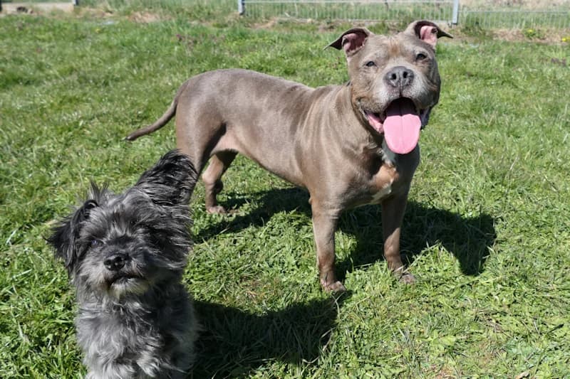 Kisha &amp; Bugsy, male American Staffordshire Terrier for adoption at Tierschutzverein Reutlingen, Reutlingen — photo 2 of 7
