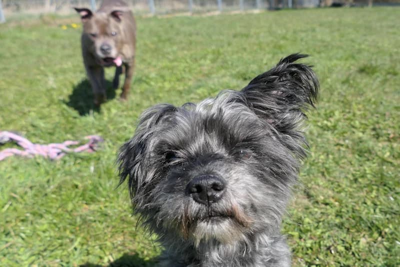 Kisha &amp; Bugsy, male American Staffordshire Terrier for adoption at Tierschutzverein Reutlingen, Reutlingen — photo 3 of 7