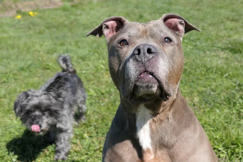Kisha &amp; Bugsy, male American Staffordshire Terrier for adoption at Tierschutzverein Reutlingen, Reutlingen — photo 4 of 7