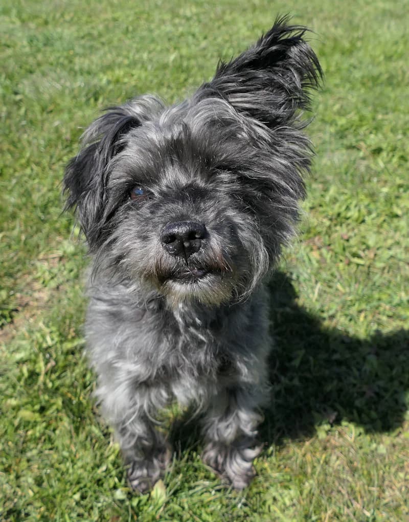Kisha &amp; Bugsy, male American Staffordshire Terrier for adoption at Tierschutzverein Reutlingen, Reutlingen — photo 5 of 7