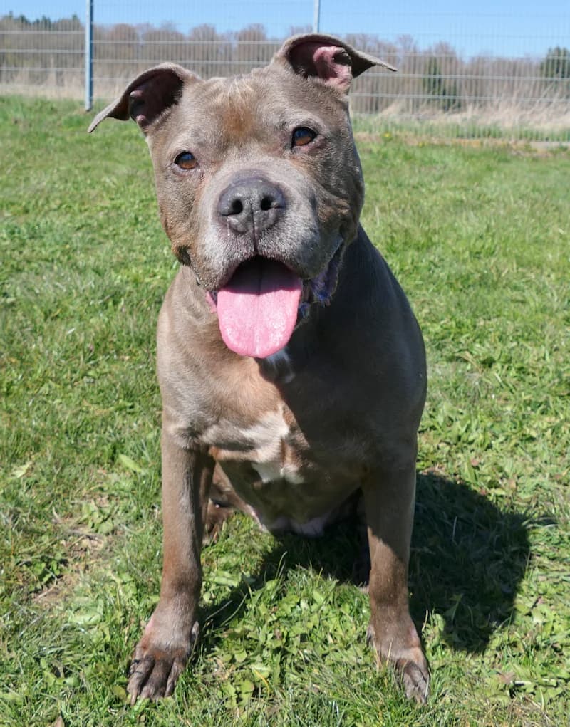 Kisha &amp; Bugsy, male American Staffordshire Terrier for adoption at Tierschutzverein Reutlingen, Reutlingen — photo 7 of 7
