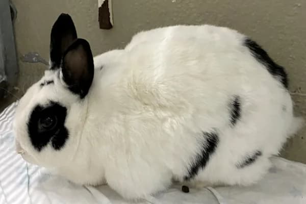 Atina, schwarz female Mixed Breed for adoption at Tierschutzverein Reutlingen, Reutlingen