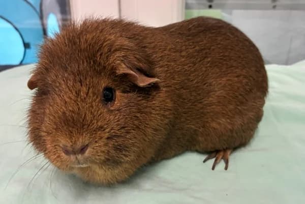 Bella-Maria, female Mixed Breed for adoption at Tierschutzverein Reutlingen, Reutlingen