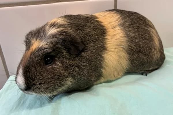 Emilio, beige male Mixed Breed for adoption at Tierschutzverein Reutlingen, Reutlingen
