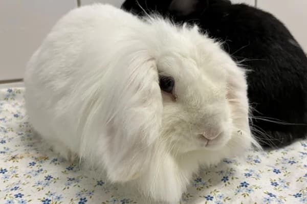 Fluffy, female 5yo Mixed Breed for adoption at Tierschutzverein Reutlingen, Reutlingen