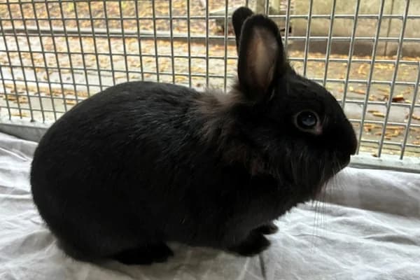 Lavender Brown, schwarz female young Mixed Breed for adoption at Tierschutzverein Reutlingen, Reutlingen