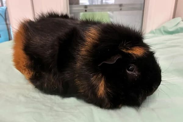 Lothar Meyer, schwarz male Mixed Breed for adoption at Tierschutzverein Reutlingen, Reutlingen