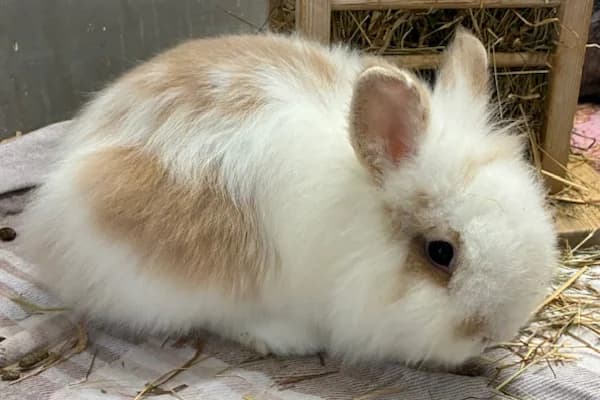 Vernon Dursley, beige male Mixed Breed for adoption at Tierschutzverein Reutlingen, Reutlingen