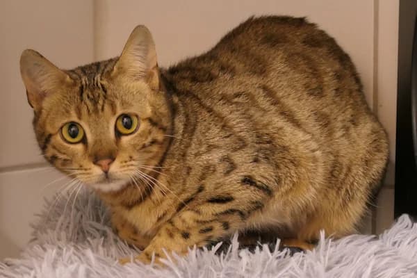 Nini, female young Bengal for adoption at Tierschutzverein Reutlingen, Reutlingen