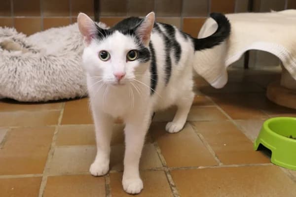 Bert, male mixed breed for adoption at Tierschutzverein Reutlingen, Reutlingen