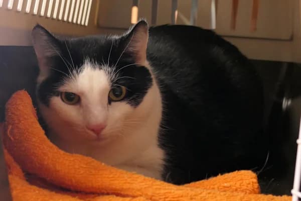 Ernie, male mixed breed for adoption at Tierschutzverein Reutlingen, Reutlingen