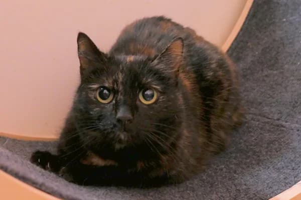 Lore, female mixed breed for adoption at Tierschutzverein Reutlingen, Reutlingen